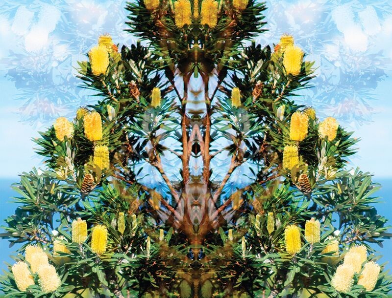 Banksia