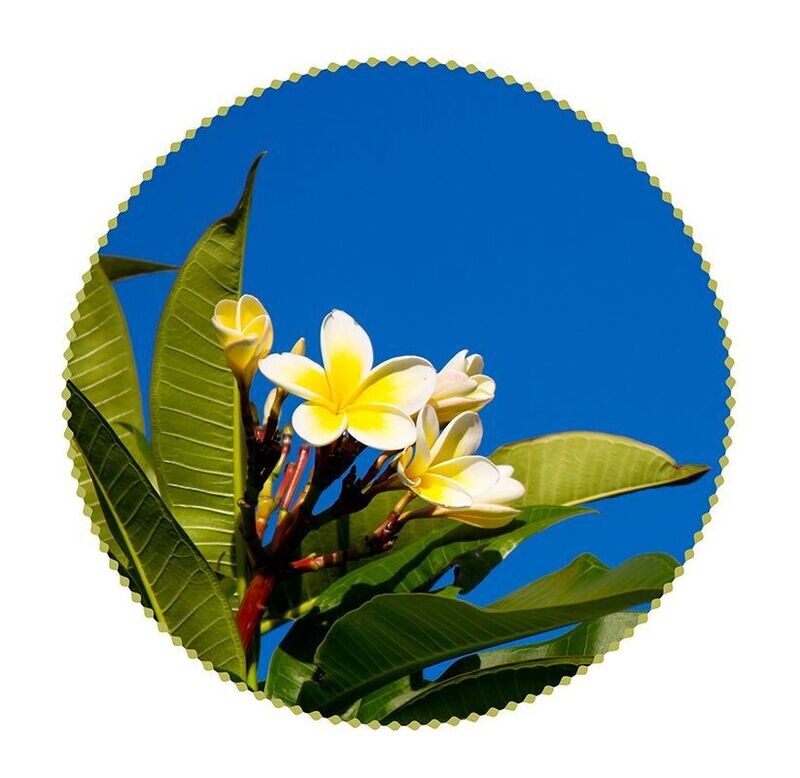 Frangipani