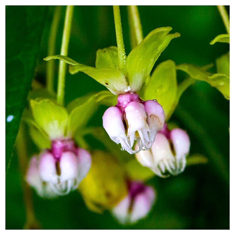 Mountain Bell