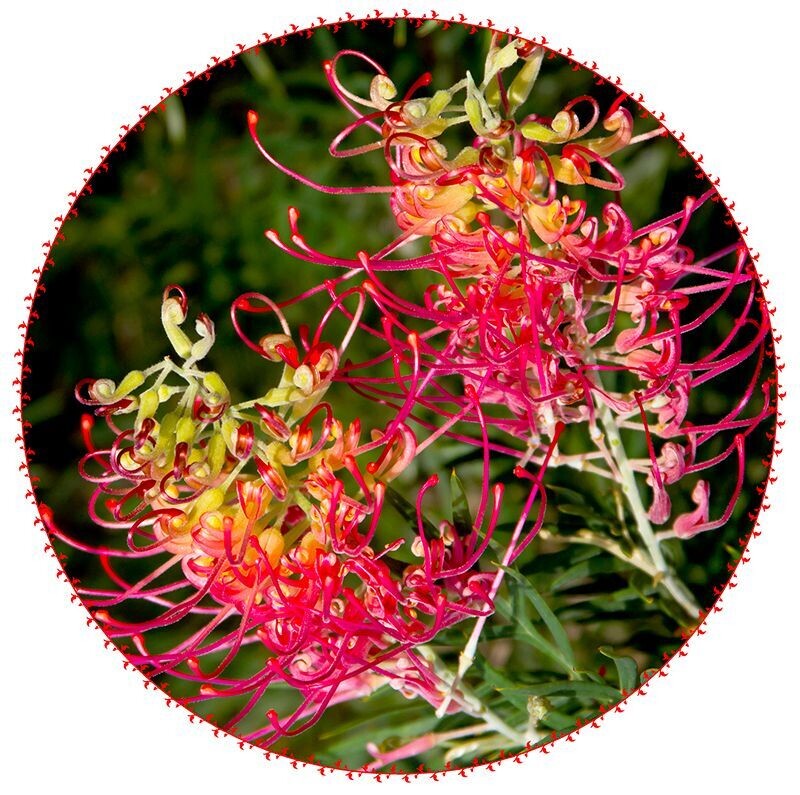 Grevillea