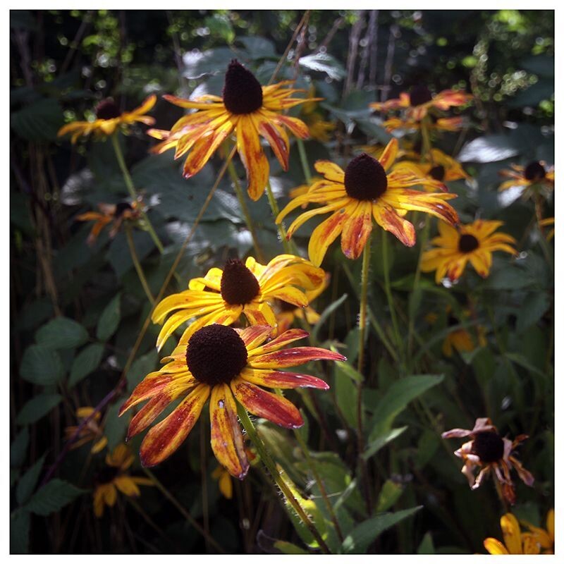 Orange Cone Flower