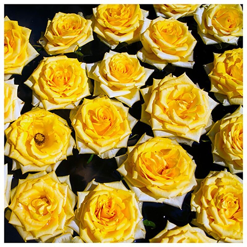 Yellow Roses