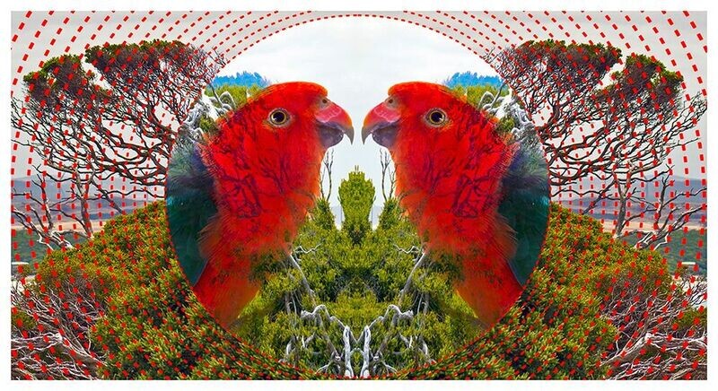 King Parrot