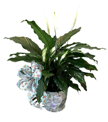 Mother’s Day Peace Lily