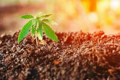 Seeds &amp; Clones