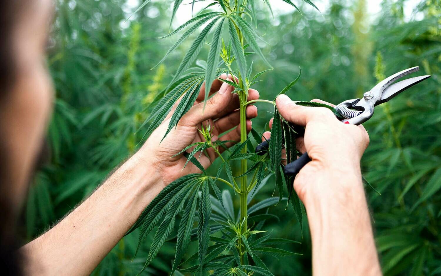 Seeds and Clones