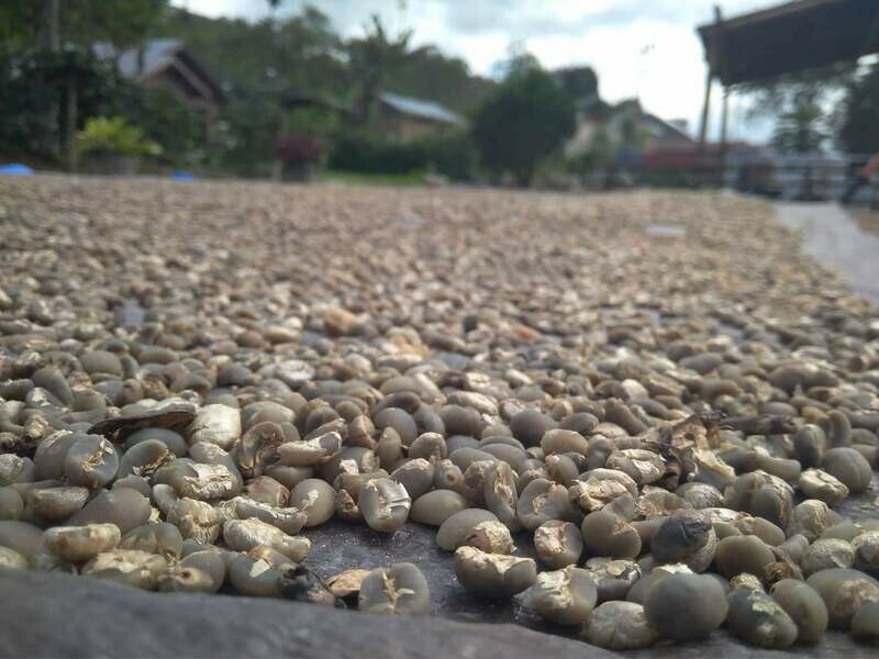 GD kopi gayo