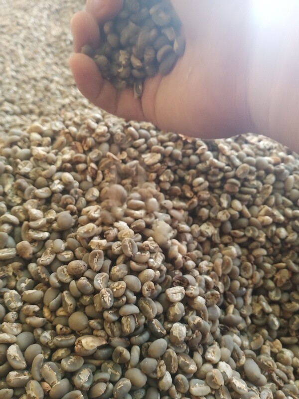 GD kopi gayo