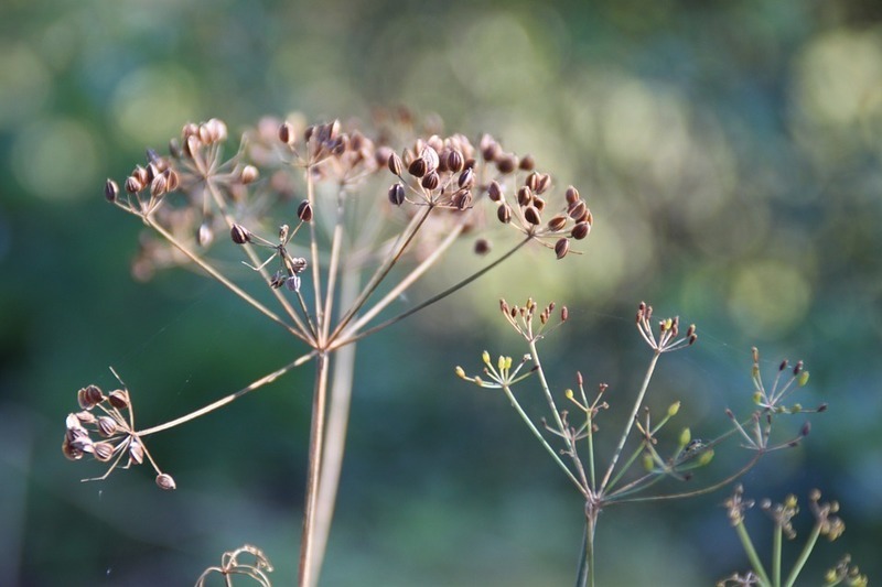 Dill Seed - Whole