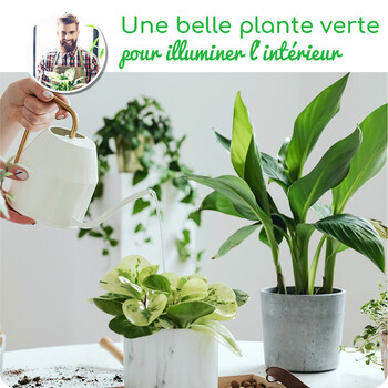 La Plante verte du Fleuriste
