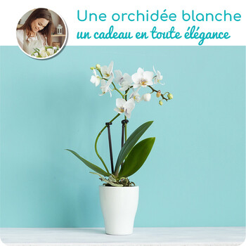 ORCHIDEE PHALAENOPSIS