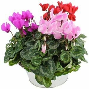 MINI CYCLAMEN C&C uniquement