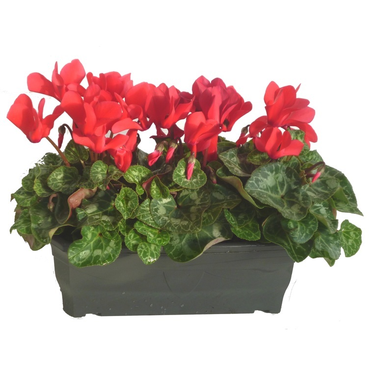 MINI CYCLAMEN C&C uniquement
