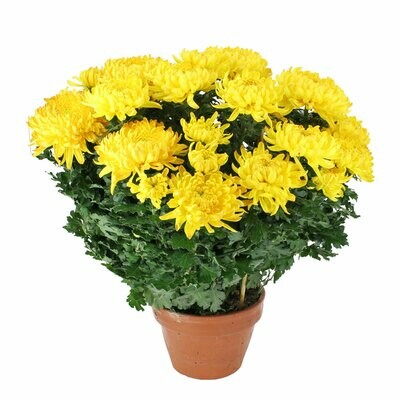 CHRYSANTHEME TRADITIONNEL GROSSES FLEURS