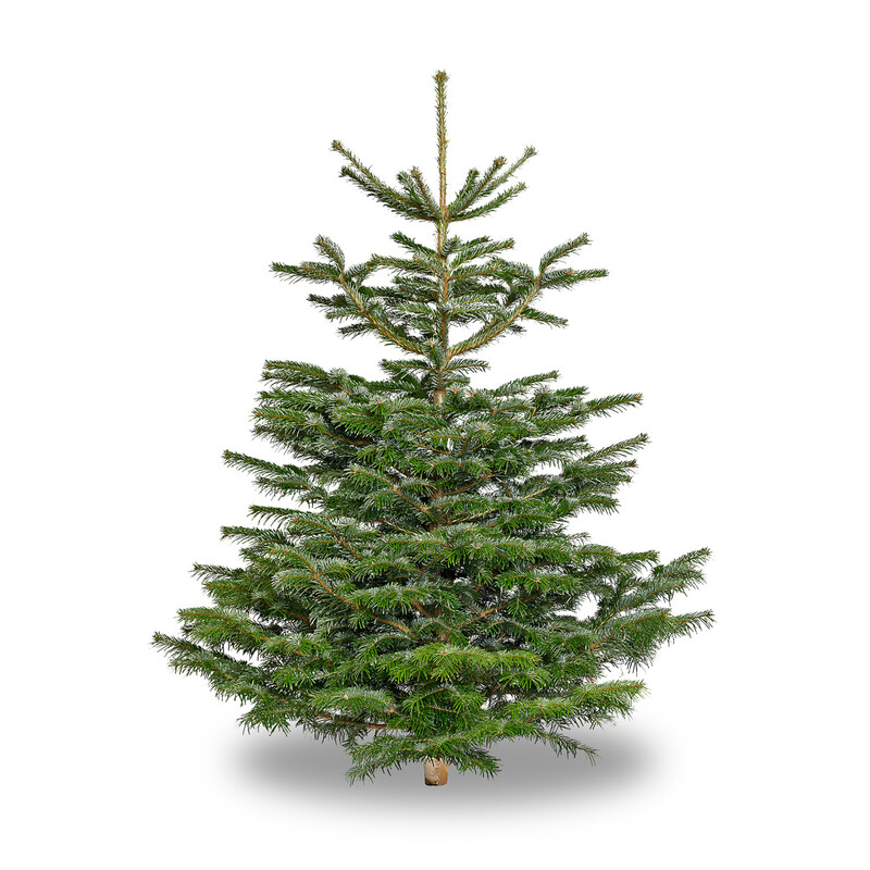 Sapin de Noël nordmann 100/125 cm BIO de Vendée