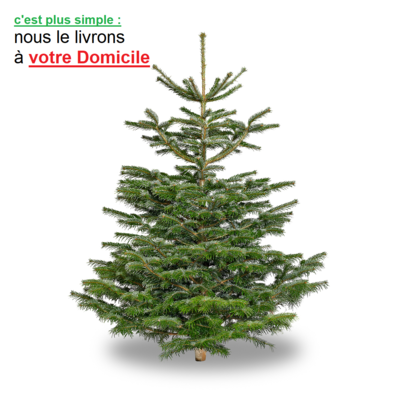 Sapins de Noël nordmann