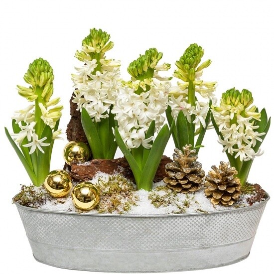 Arrangement de Jacinthes