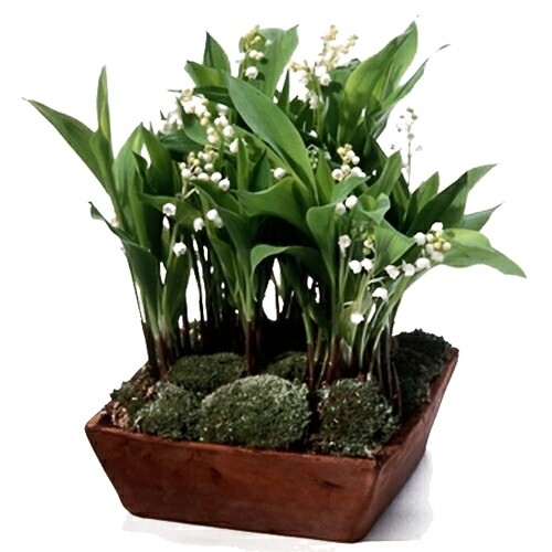 composition de Muguet