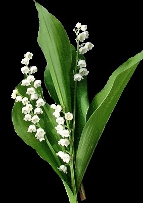 Bouquet de Muguet