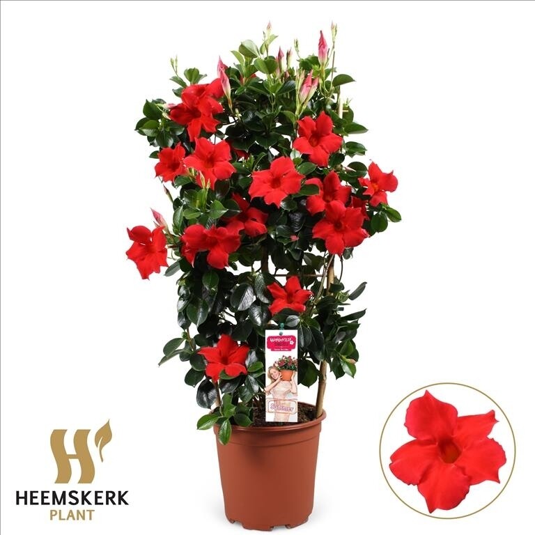 Dipladenia (Mandevilla) sous Délai 72 h