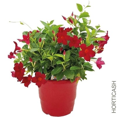 Dipladenia (Mandevilla)