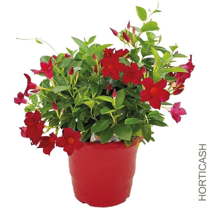 Dipladenia (Mandevilla)