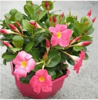 Dipladenia (Mandevilla)