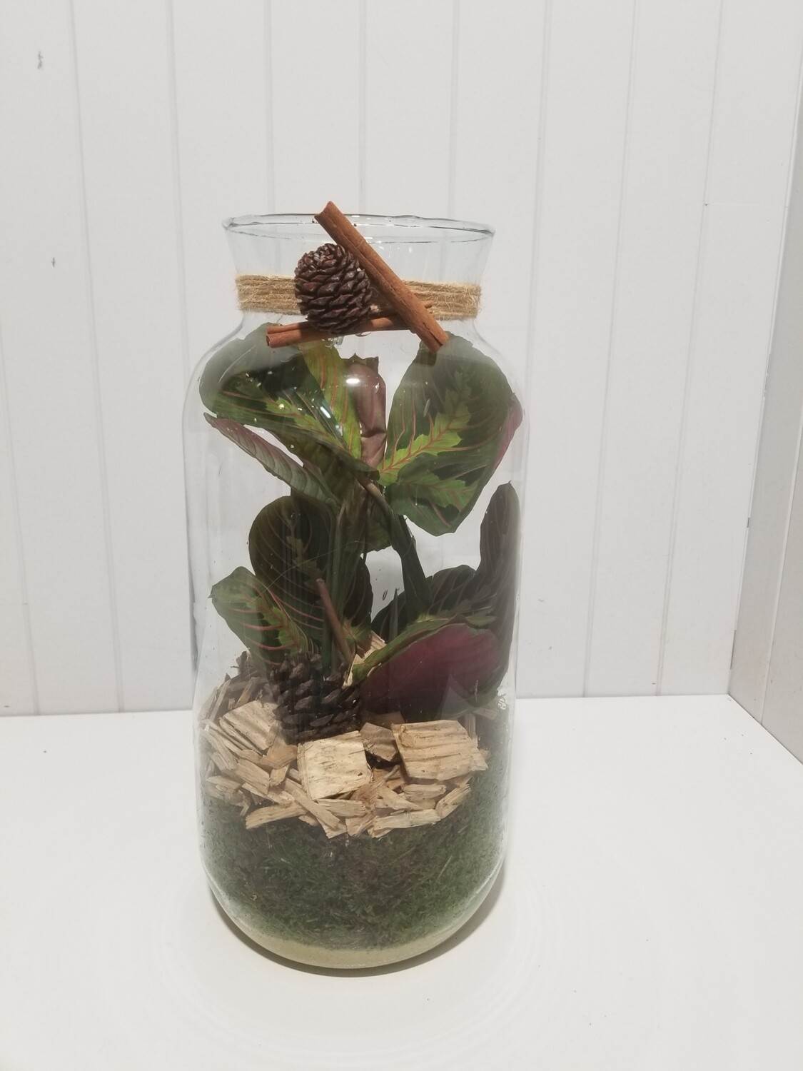 Marantha calathea # 106