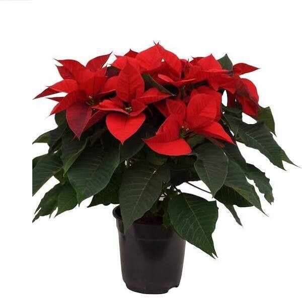 Poinsettia (Etoile de Noel) livré à domicile GRATUITEMENT pour les fêtes 2024