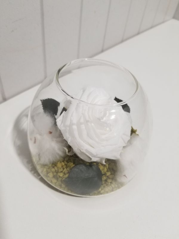 disponible en Magasin # 62 rose éternelle blanche 
