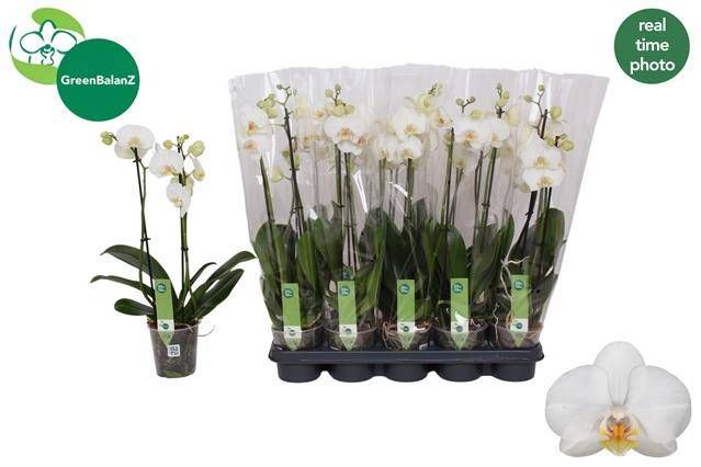 Phalaenopsis OFFRE spéciale Fêtes de Fin d'Année avec 2 tiges Blanches Phalaenopsis OFFRE spéciale Fêtes de Fin d'Année avec 2 tiges Blanches