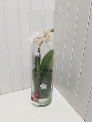 orchidée en vase #01