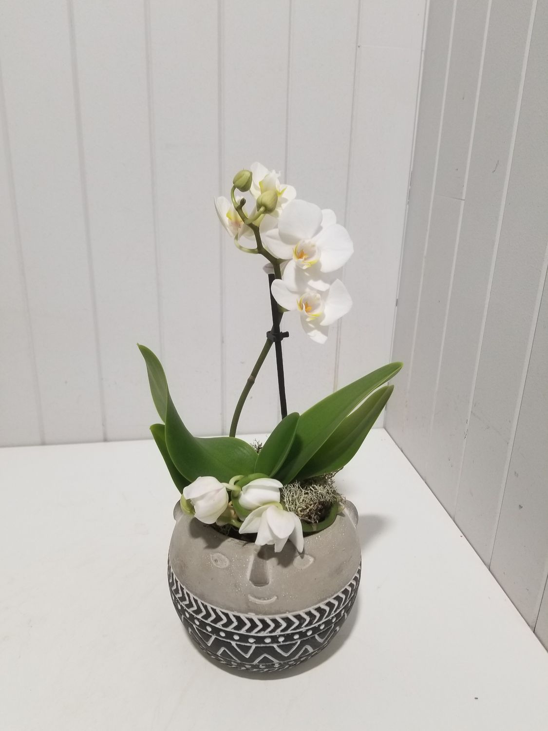 orchidee en pot  # 38