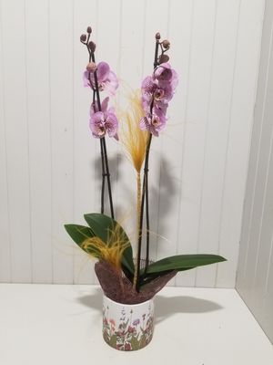 Orchidee   #12