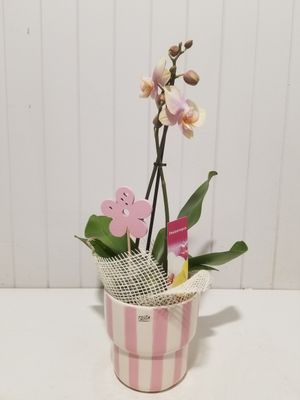 Orchidée #69 