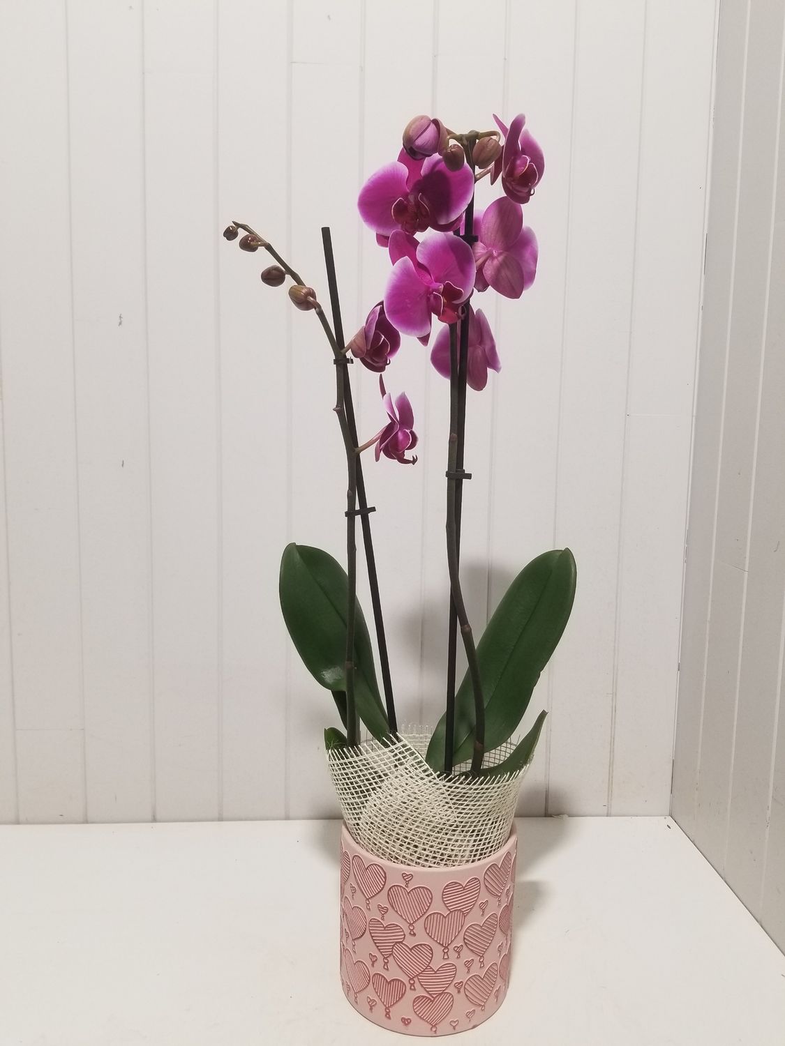 Orchidée #38