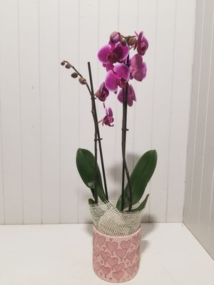 Orchidée #38