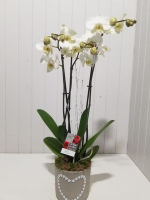 Orchidée #85
