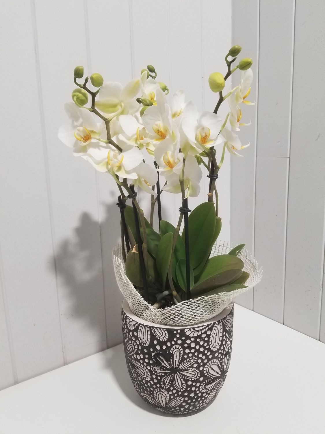  orchidée cascade  en pot  # 108