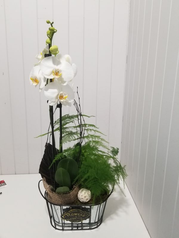  orchidée cascade  en pot  # 108