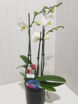 Orchidée 3 tiges #86