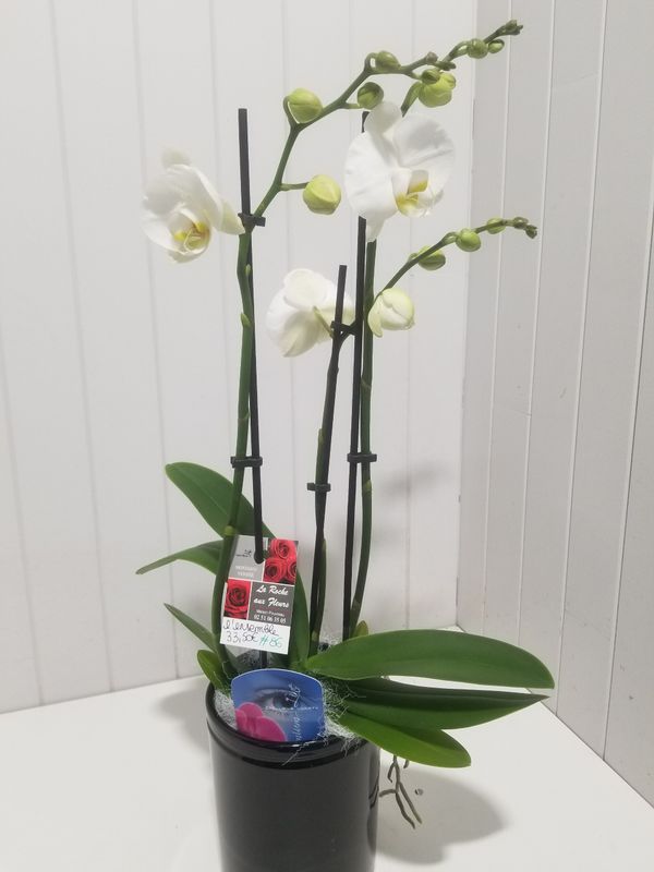 Orchidée 3 tiges #86