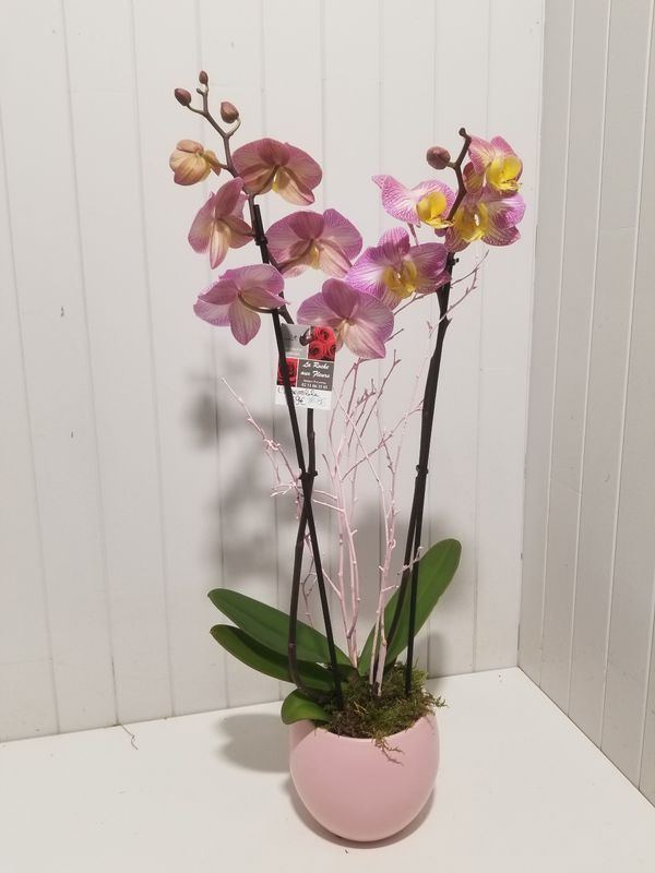 Orchidée tiges #86