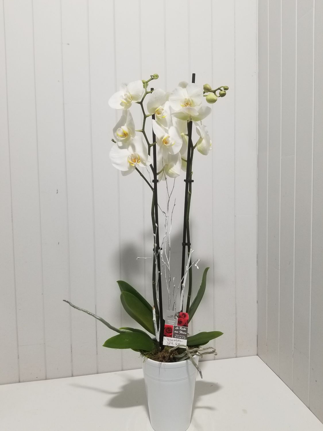 disponible en Livraison # 14 disponible en Livraison # 14