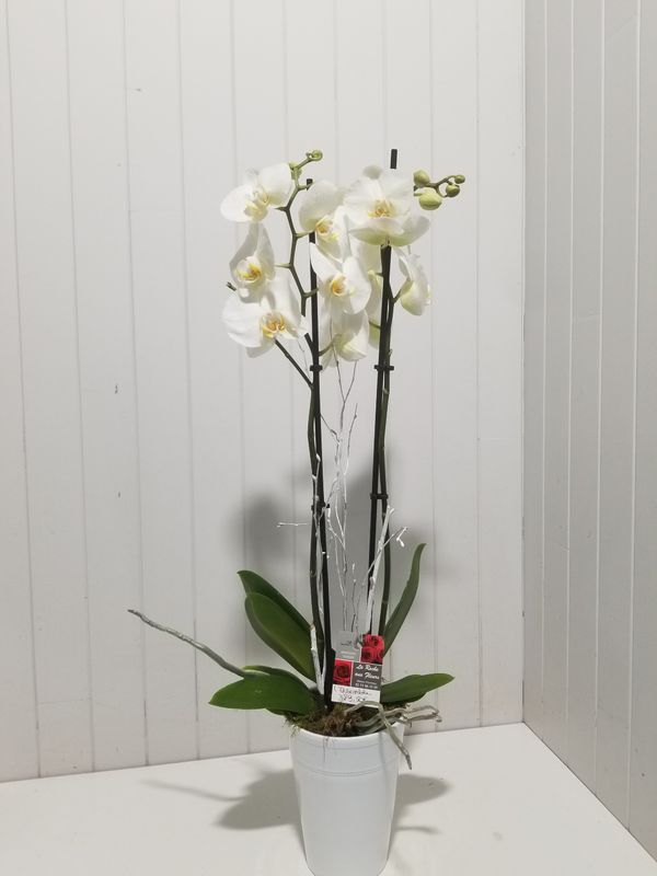  disponible en Livraison # 14