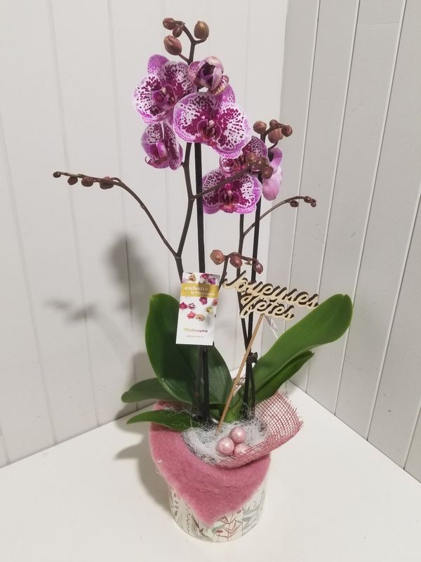  orchidée cascade  en pot  # 108