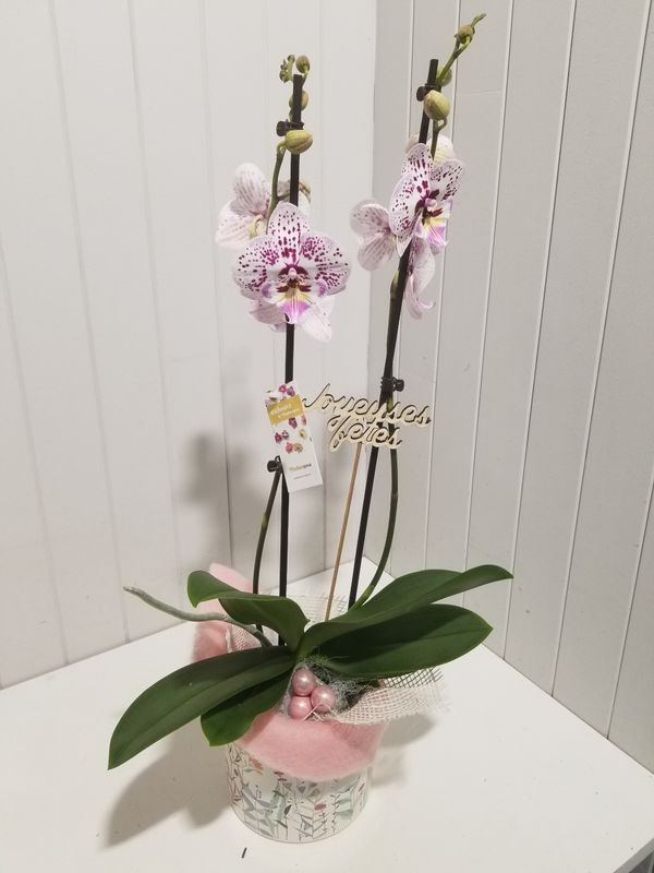 Disponible  en magasin # 7