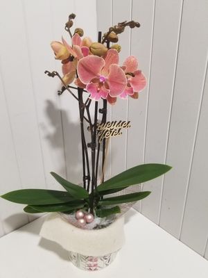 Disponible  en magasin # 8