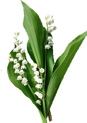 Muguet Porte Bonheur (en stock limité )