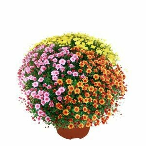 CHRYSANTHEME MULTIFEURS MULTICOLORE